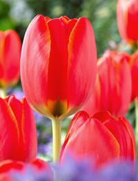 НЕТУ! World's Fire - очень крупный красный тюльпан со слегка желтой окантовкой бутона, высота достигает 60см